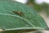 Tetragnatha sp.